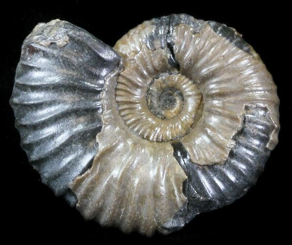Acanthohoplites Ammonite Fossil - Caucasus, Russia #30092